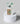 Starbucks 1971 Mobile Case - PopCase